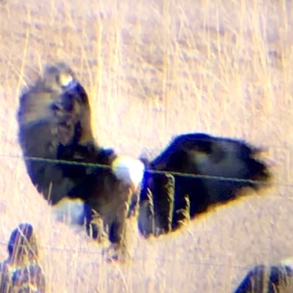 Meet your Posher, Timbre - Picture 1 of 1